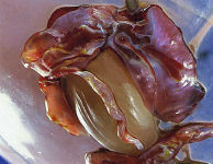 �A�b�v���P