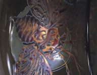 �G���[�r�W���E