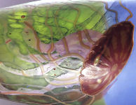 �}���P�b�g���[